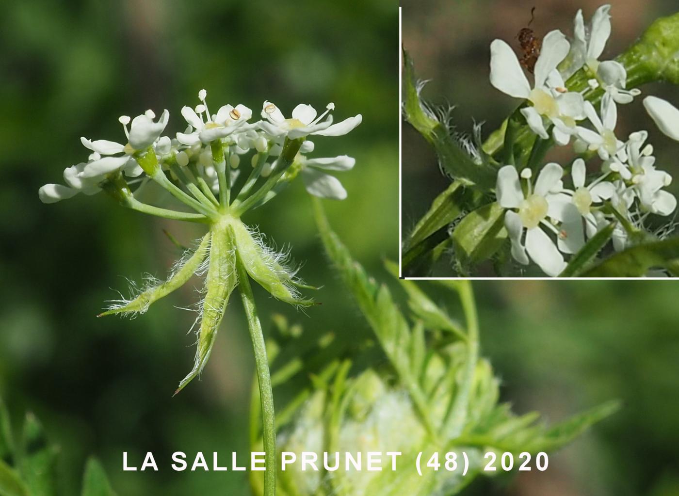 Cow Parsley flower